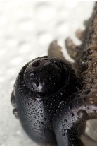 Насадка Toyfa XLover, для увеличения размера с кольцом и вибрацией, черная прозрачная, 14.5 см